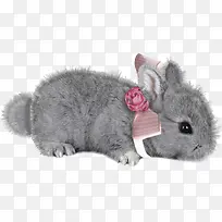 可爱的小灰兔