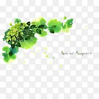 桂花手绘