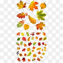 秋天的树叶组图免抠素材