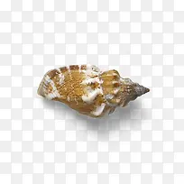 实物美丽贝壳海螺