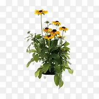 免扣植物菊花叶