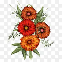 手绘菊花