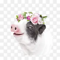 头戴花环的猪海报装饰