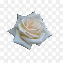 一朵盛开的白玫瑰花素材