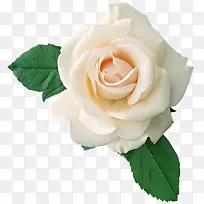 鲜花元素唯美花卉图片 白色玫瑰