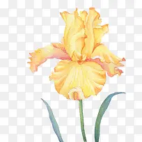 手绘水彩黄色花朵