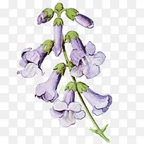 高清紫色花朵