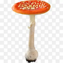 橙色大蘑菇
