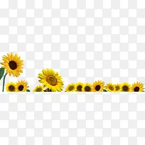 边框底部装饰太阳花向日葵