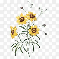 老式手绘鲜花花卉素材34