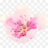 清新粉白色春天花朵