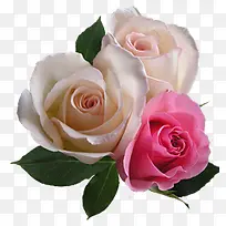 清新粉白色玫瑰花朵