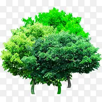 实物绿色树冠