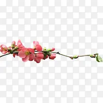 粉色桃花