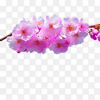 粉色春天桃花树枝装饰图案