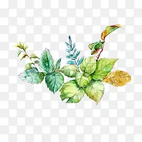 茶树绿叶手绘插画