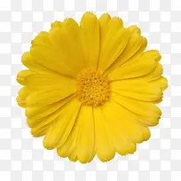 黄色有观赏性完全盛开的一朵大花