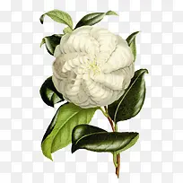 一朵白花