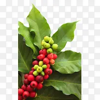 一串被绿色叶子包围的咖啡果实物
