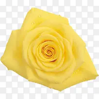 刚刚绽放的新鲜黄玫瑰