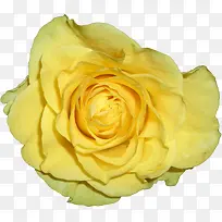 绽放的黄色玫瑰花朵