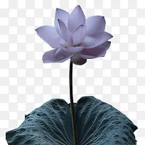 紫色荷花