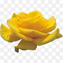 一朵绽放的黄玫瑰