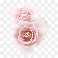 清新粉色玫瑰