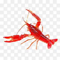 一个红色小龙虾