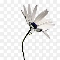 白色菊花
