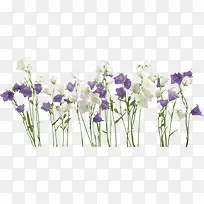 美丽的花丛