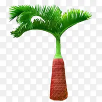 一株椰子树叶图片素材