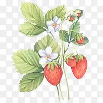 手绘水彩草莓植物