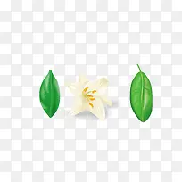 矢量手绘白色花朵