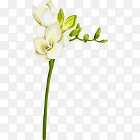 唯美白色花朵
