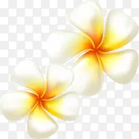 唯美漂浮白色栀子花