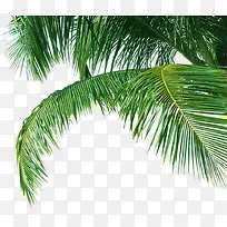 绿色创意合成椰子树植物