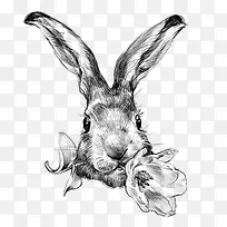 兔子叼花朵