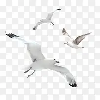 展翅翱翔的白色海鸥免扣png