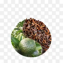 陈皮普洱茶叶绿色叶子青桔
