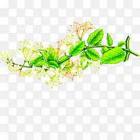 白色手绘花朵金银花
