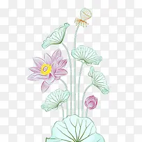 手绘粉色荷花儿png