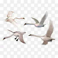 3D白色天鹅飞翔图案图像