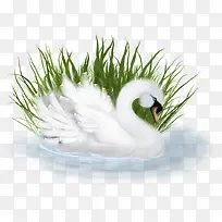 3D白色天鹅草丛免抠图形