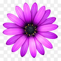 紫色向日葵高清背景图片
