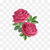 唯美抽象花朵图片 精美玫瑰花