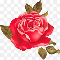精美红色玫瑰花
