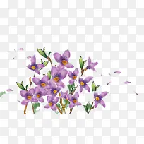 紫色丁香花