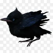 万圣节素材黑色小鸟