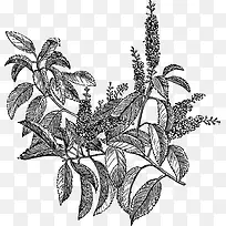卡通简约黑白花草插画小清新